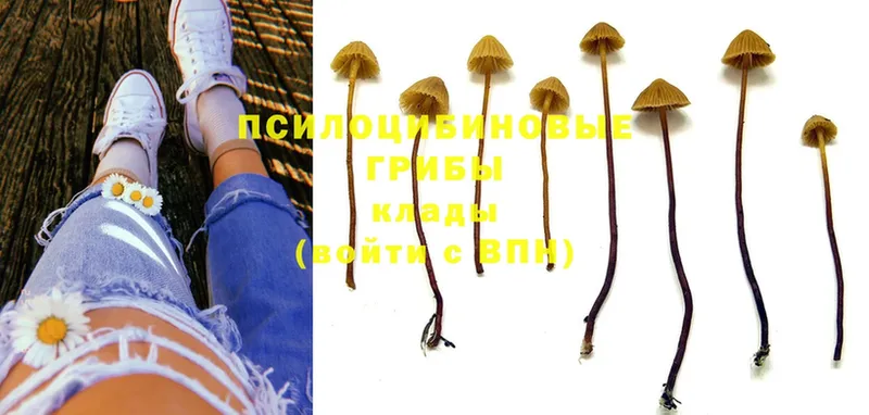 Галлюциногенные грибы Magic Shrooms  мега как зайти  Козьмодемьянск 